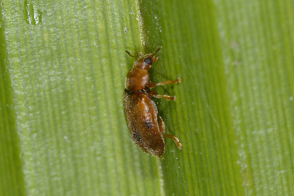 Coccidula scutellata, Coccinellidae, Rhizobiinae